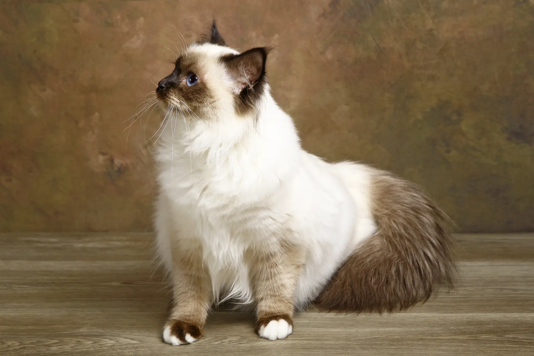 Zeus , chat exposition de la race sacré de Birmanie provenant de la chatterie du domaine céleste en vendée