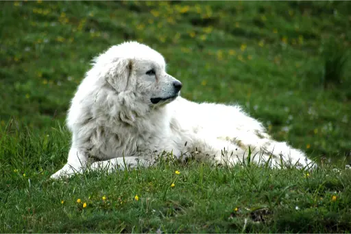 chien , considéré comme "géant" pour les toiletteurs ; de la race "Patout" allongé dans un pré